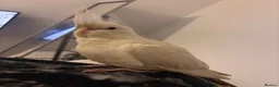 Cockatiels birds for sale: Albino Cockatiel Female in Fareham - Advert 2