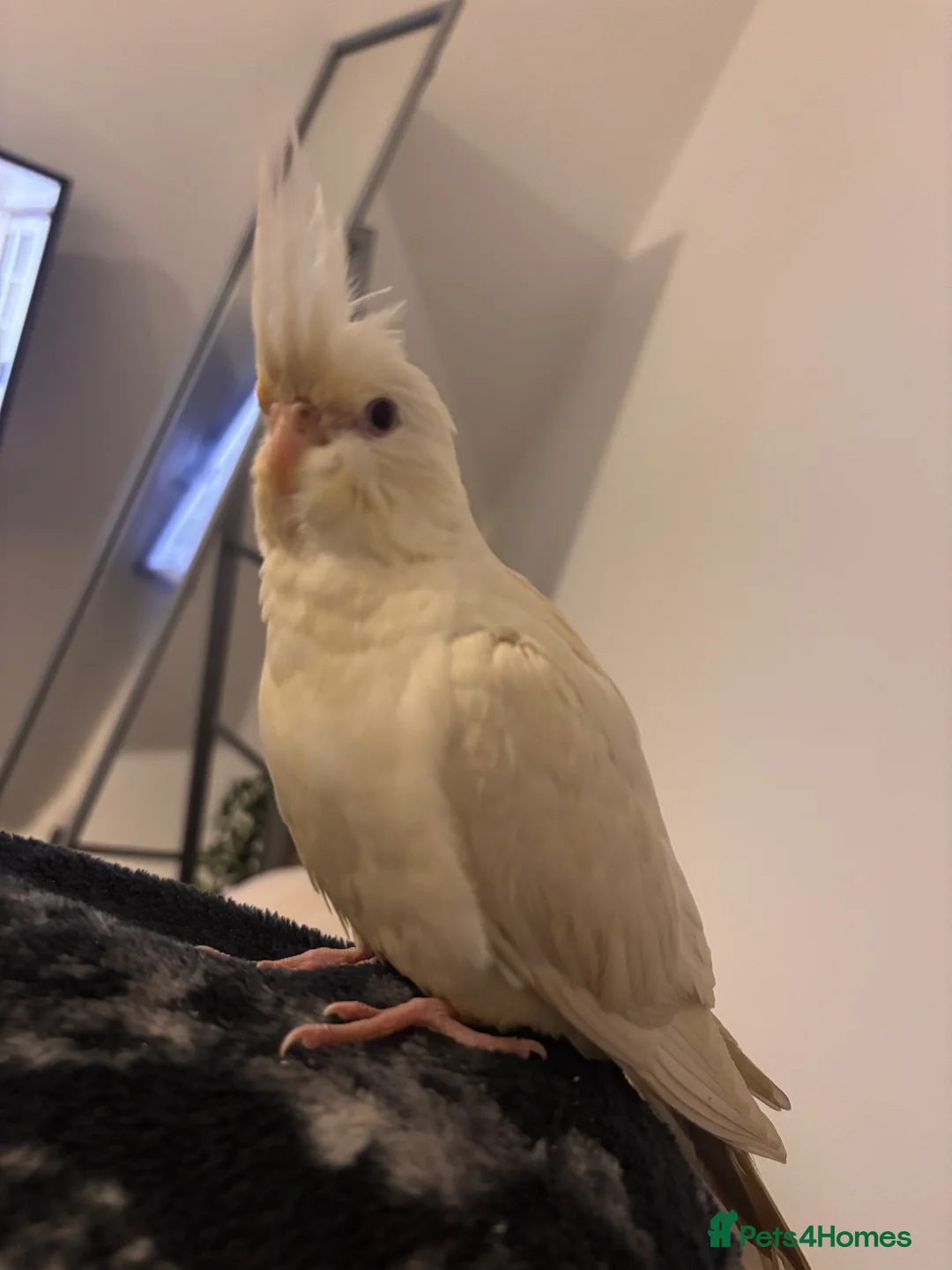 Cockatiels birds for sale: Albino Cockatiel Female in Fareham - Advert 2