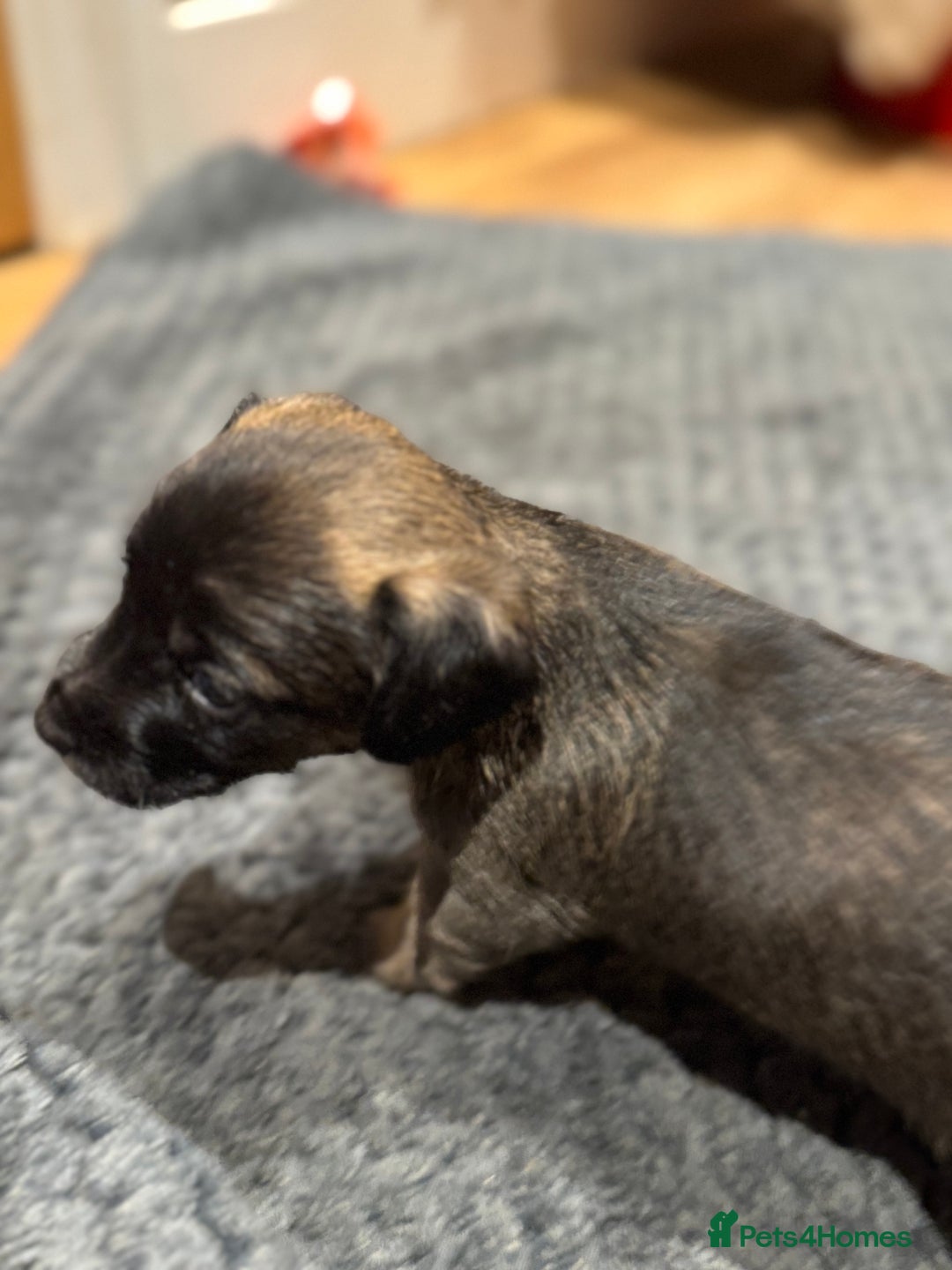 Jack Russell dogs for sale: Beautiful Stocky Short Terriers - Image 6