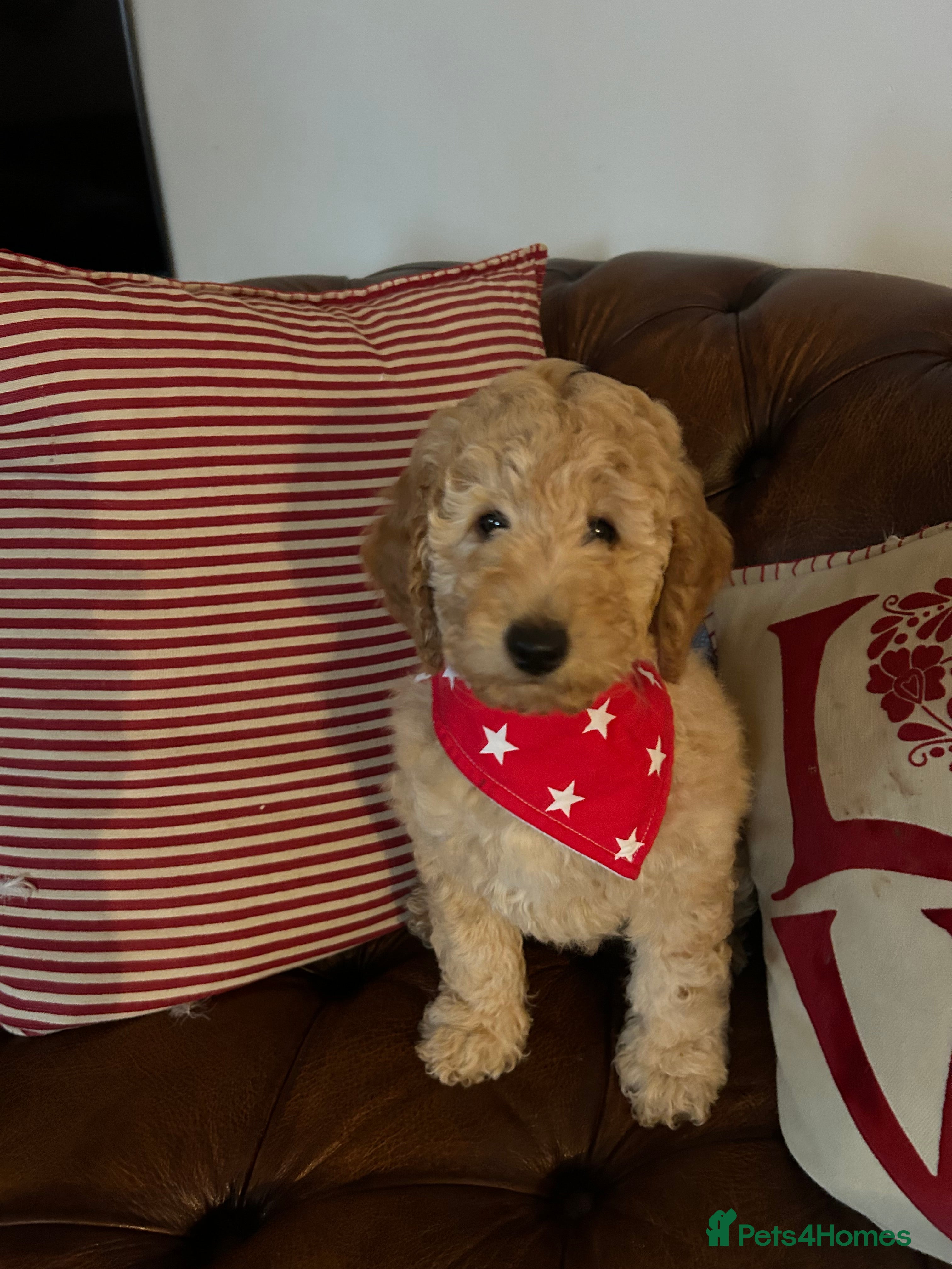 Miniature Poodle dogs KC REG MINIATURE POODLE PUPS  - Advert 5