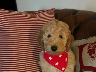 Miniature Poodle dogs KC REG MINIATURE POODLE PUPS - Advert 5