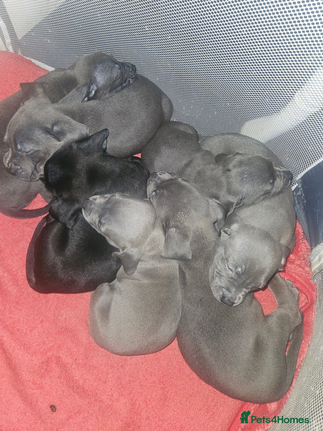 Mixed Breed dogs for sale: Adorable pupies waitinh for a new home - Advert 8