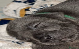 Staffordshire Bull Terrier dogs for sale: Beautiful blue staff puppies  - Image 19