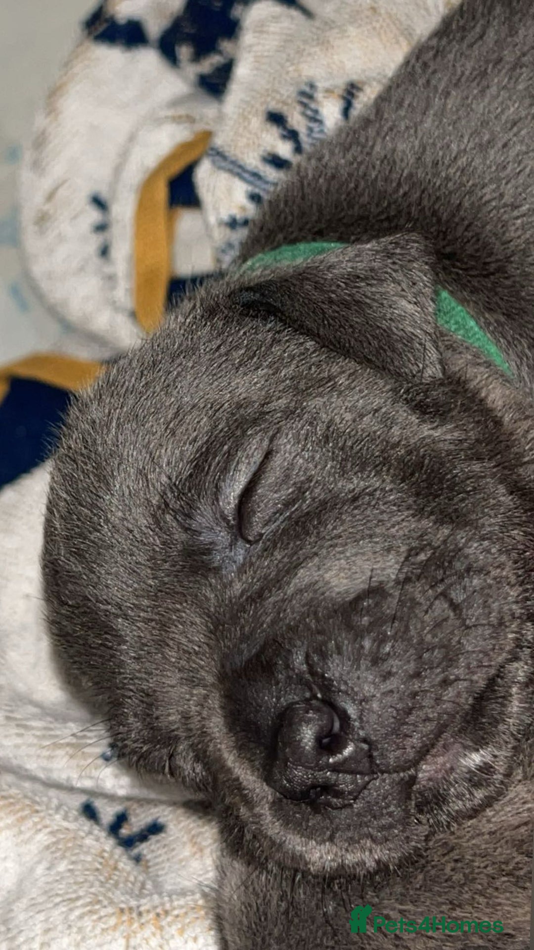 Staffordshire Bull Terrier dogs for sale: Beautiful blue staff puppies  - Image 19