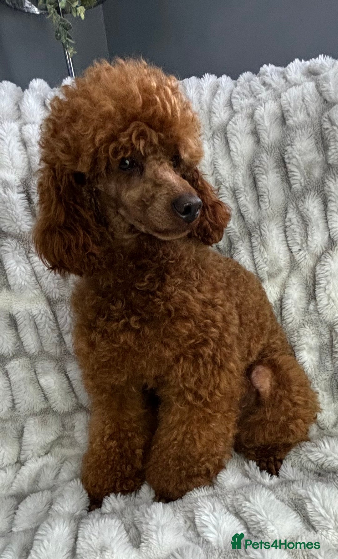 Toy Poodle dogs for stud: KC REG DEEP FOX RED HEALTH TESTED POODLE STUD  in Hoddesdon - Advert 12