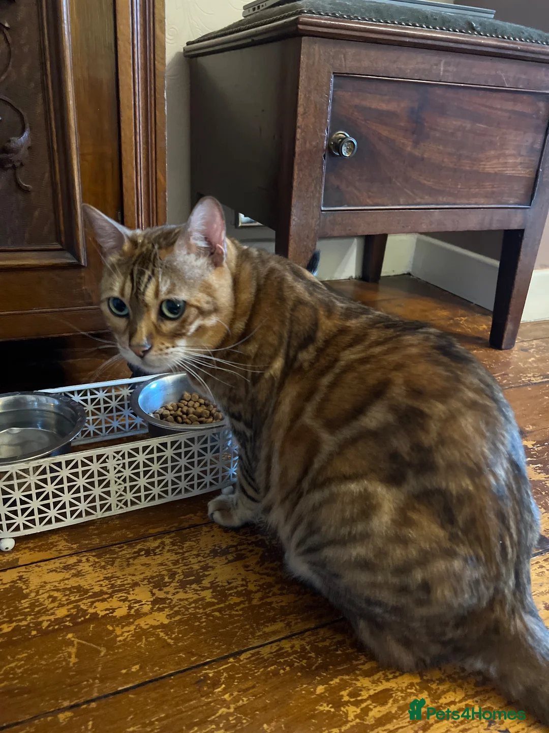 Bengal cats for sale: Bangal x kittens  - Advert 20