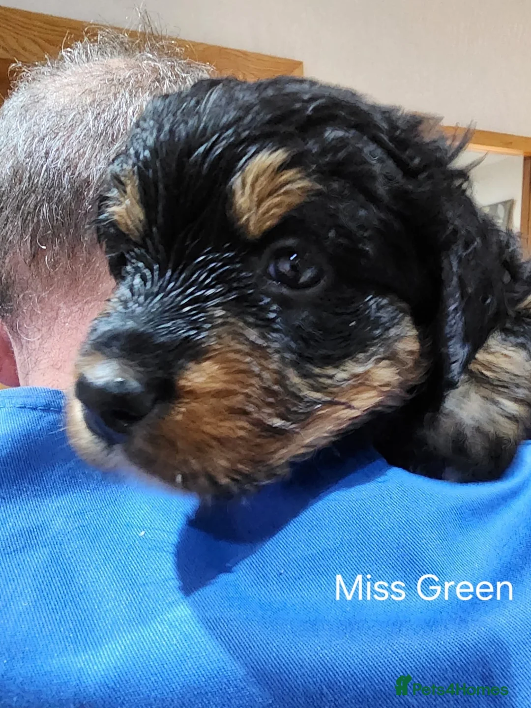 Bernedoodle dogs for sale: Gorgeous Bernedoodle pupd in Ballyclare - Advert 2