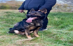 German Shepherd dogs for stud: CZECK LINE GERMAN SHEPHERD FOR STUD DUTIES ONLY  - Image 3