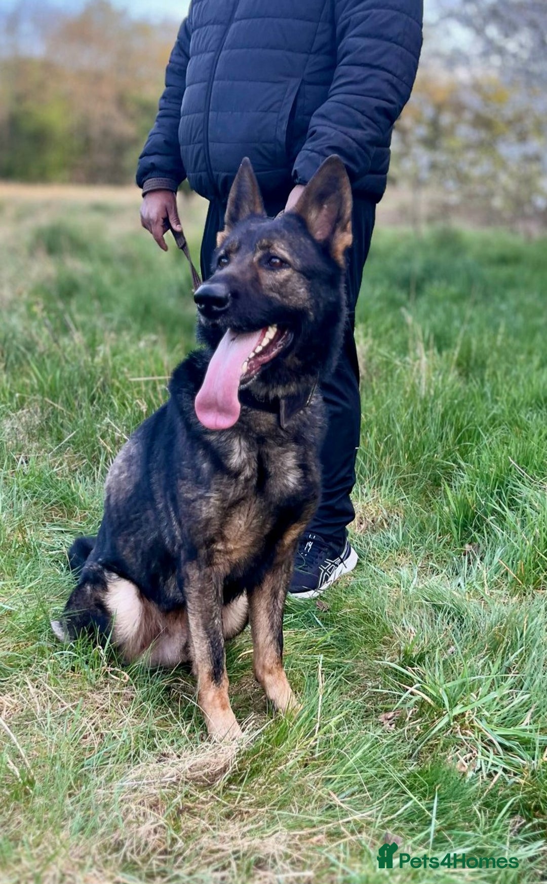 German Shepherd dogs for stud: CZECK LINE GERMAN SHEPHERD FOR STUD DUTIES ONLY  - Image 3