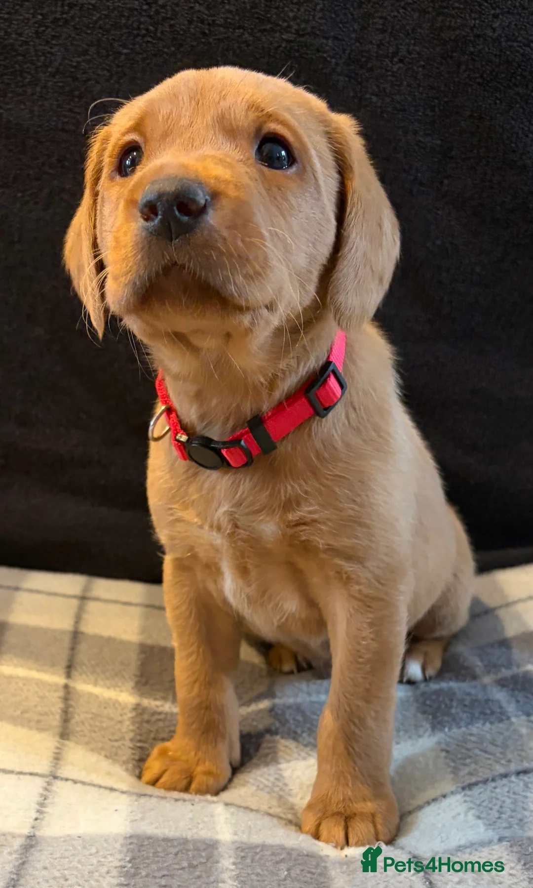 Labrador Retriever dogs for sale: Fox Red Labrador Puppies - Advert 5