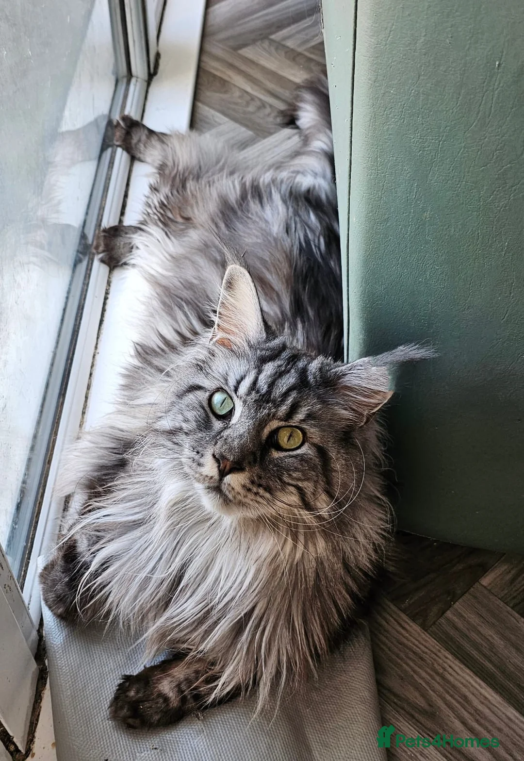 Gallery Image {{count}}