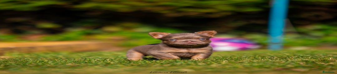 French Bulldog Puppy 1