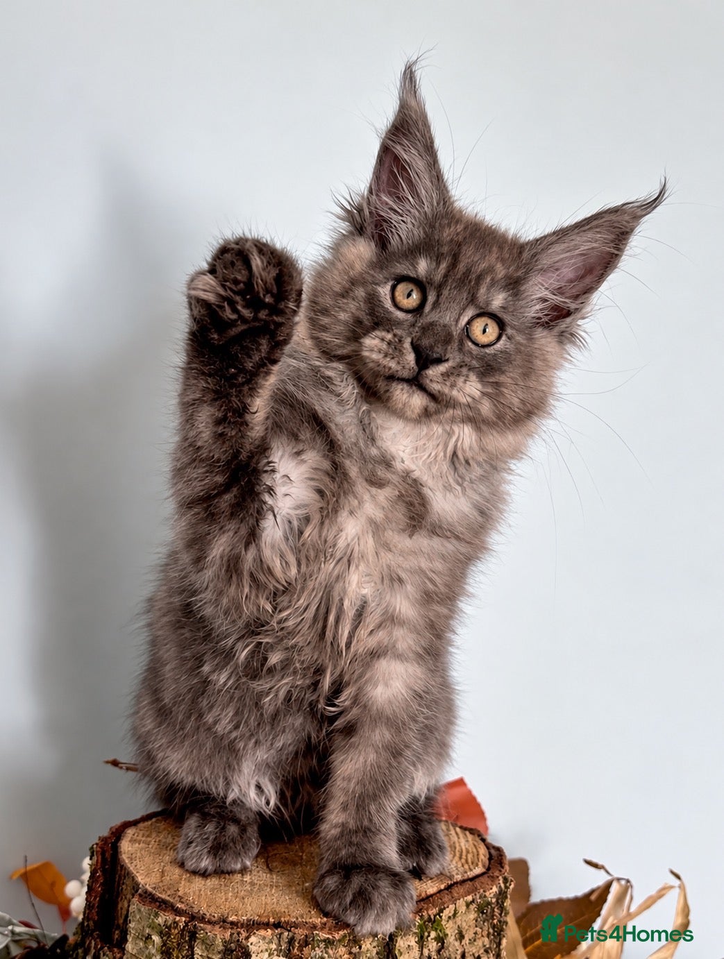 Maine Coon cats 9 STUNNING BLACK SMOKE MAINE COON CUBS  - Advert 2