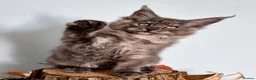 Maine Coon cats for sale: 9 STUNNING BLACK SMOKE MAINE COON CUBS  - Advert 11