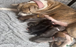 Mixed Breed dogs for sale: Rare breeding American x Bulldog x Cane Corso Pups - Image 6