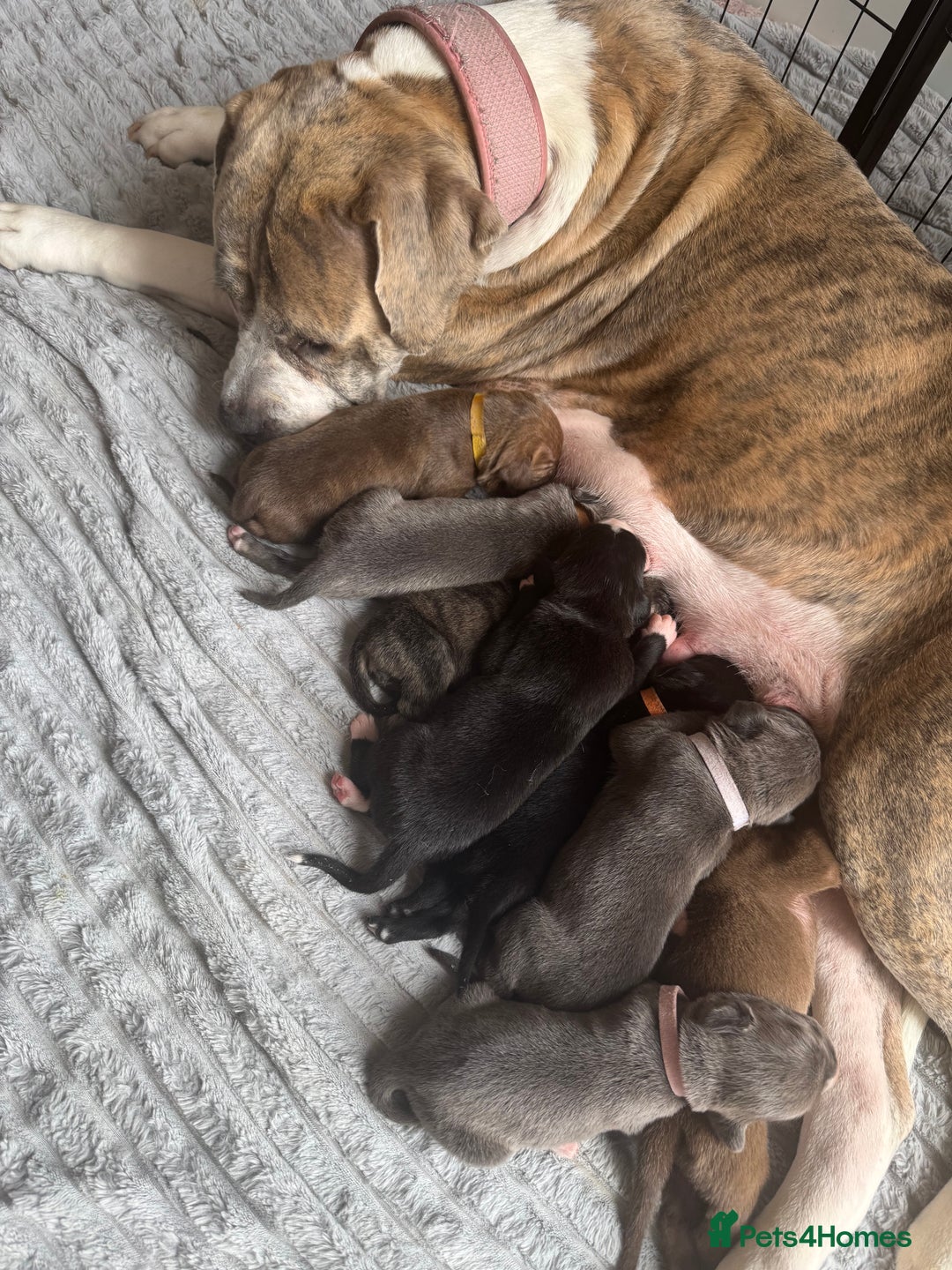 Mixed Breed dogs for sale: Rare breeding American x Bulldog x Cane Corso Pups - Image 6