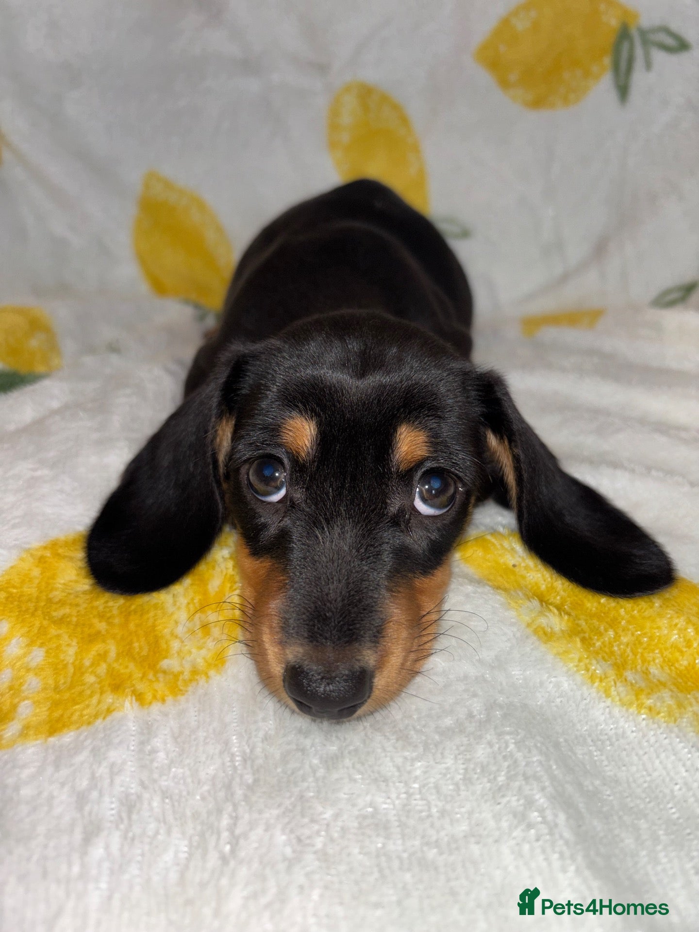 Miniature Dachshund dogs Miniature smooth coated Dacshund’s  - Advert 1