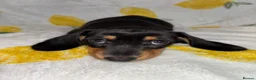 Miniature Dachshund dogs for sale: Miniature smooth coated Dacshund’s  - Advert 8