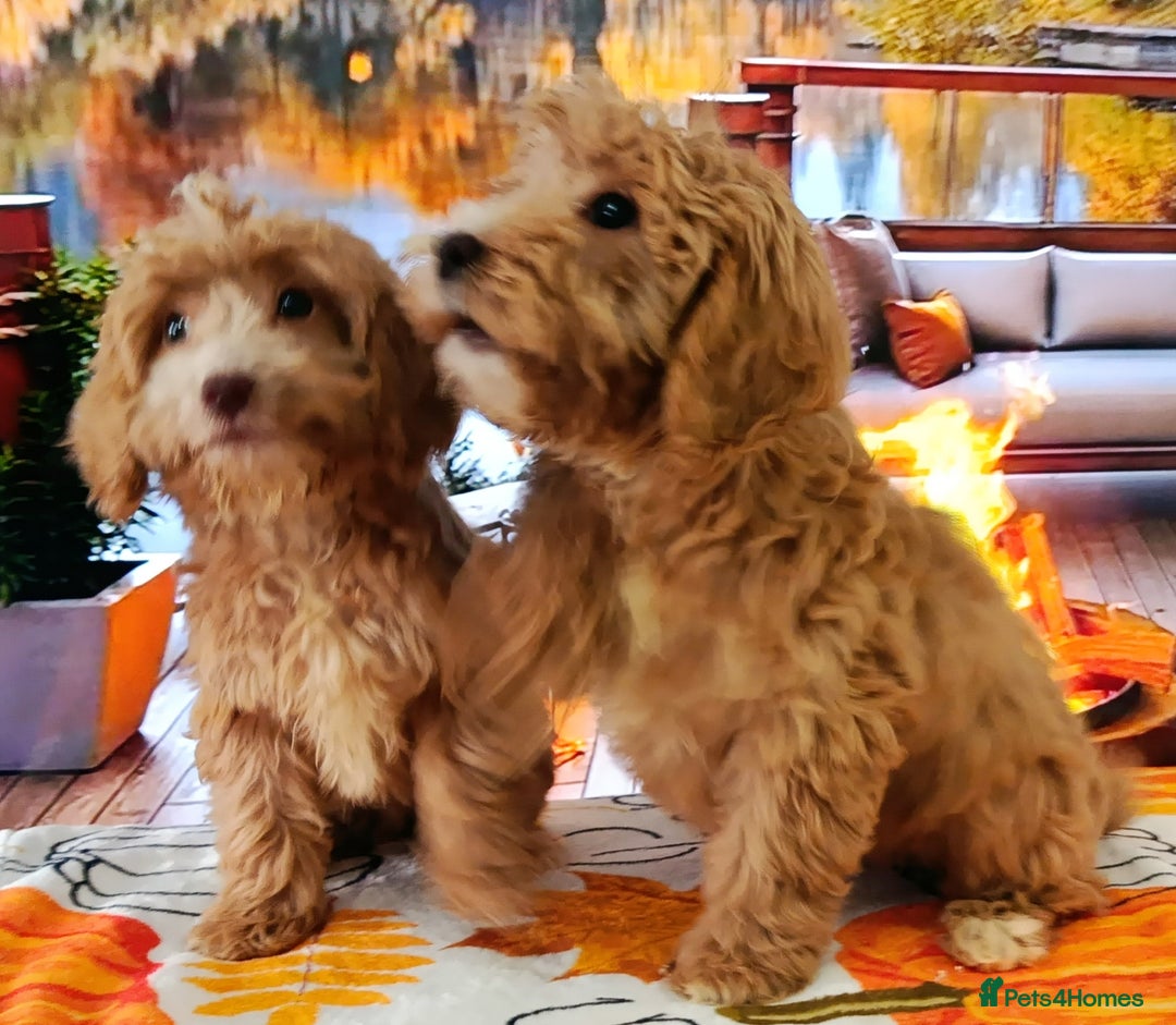 Cockapoo dogs for sale: EXTENSIVELY HEALTH TESTED PARENTS F1 COCKAPOOS - Image 5