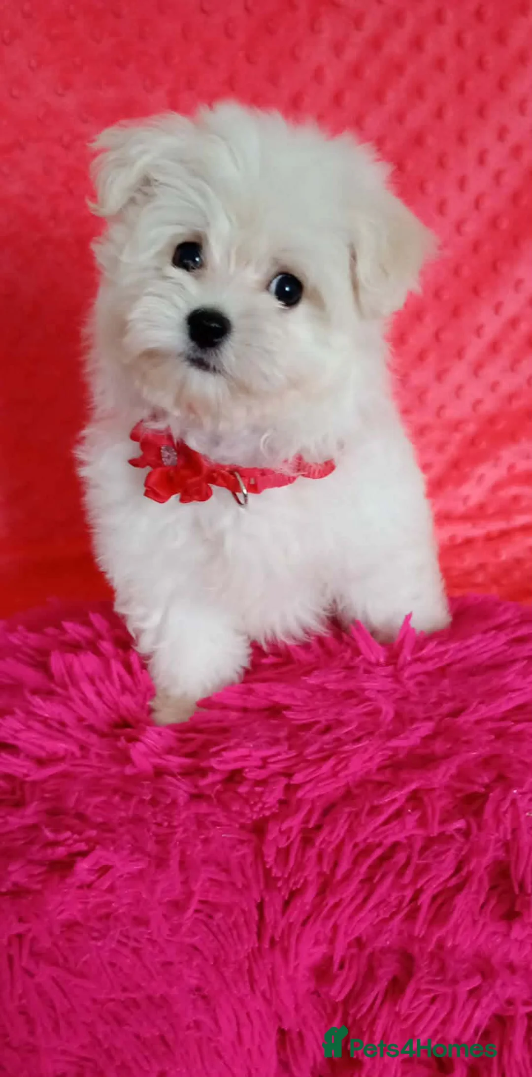 Maltese dogs for sale: Maltese Puppies  - Advert 13
