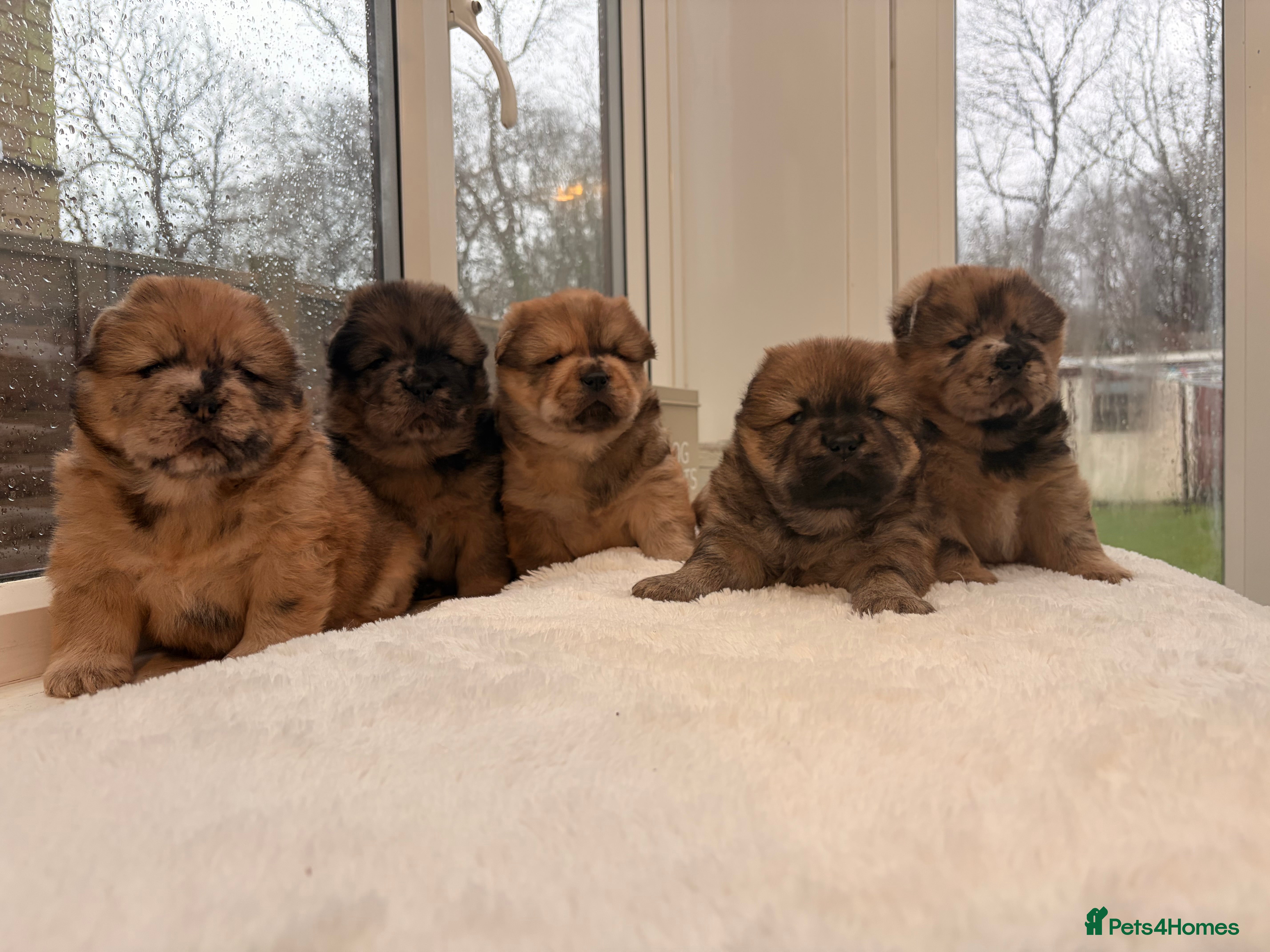 Chow Chow dogs Beautiful Chowchow puppies  - Advert 13