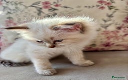 Ragdoll cats for sale: 2 fluffy ragdoll girls READY NOW - Image 1