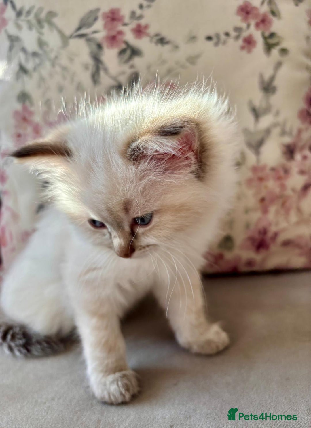 Ragdoll cats for sale: 2 fluffy ragdoll girls READY NOW - Image 1