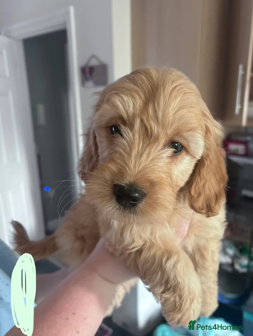 Goldendoodle dogs for sale: 2 girls left. F1 mini Goldendoodles - Advert 30