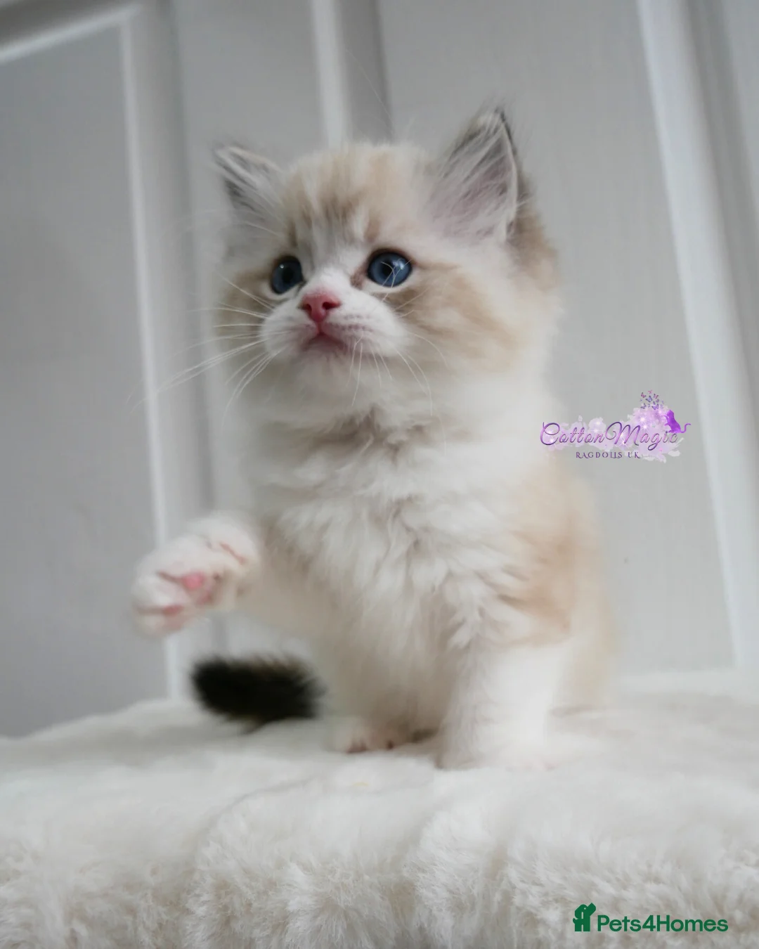 Ragdoll cats for sale: Exquisite High-End Quality Ragdolls Lynx / Bicolor - Advert 6