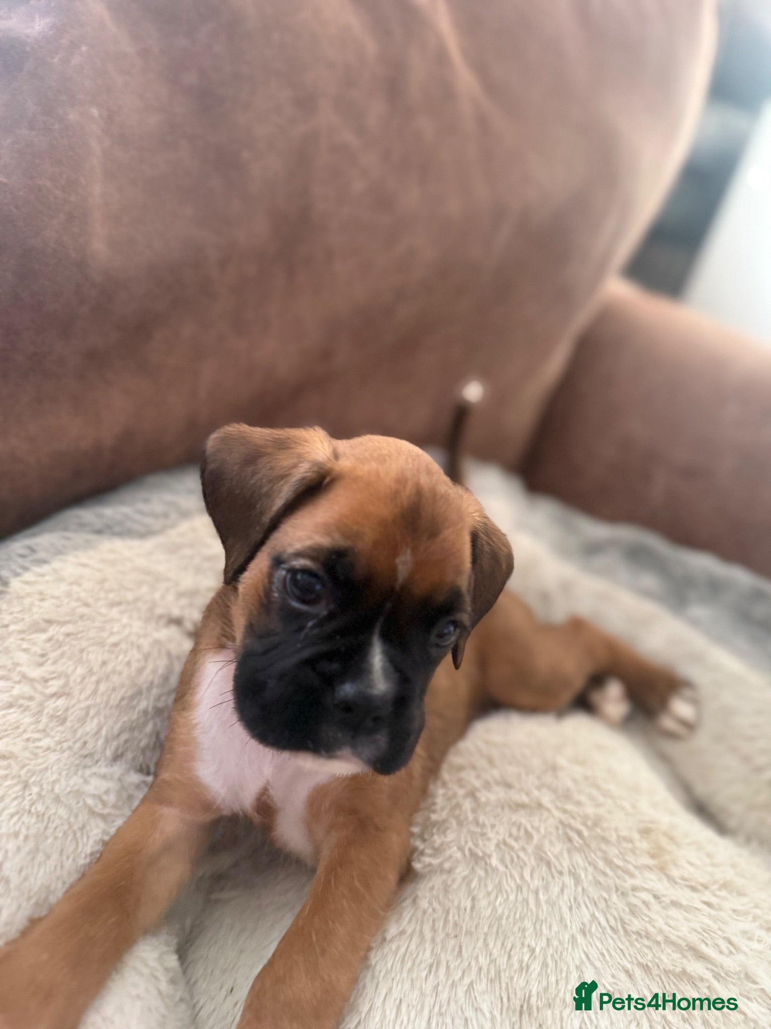Boxer dogs Beautiful long and Bob tail kc reg puppies  - Advert 1