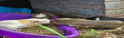 Guinea Pig rodents for sale: 8 male guinea pigs  - Advert 20