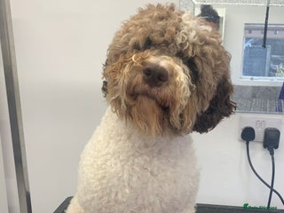 Lagotto Romagnolo dogs Exciting litter - Advert 2