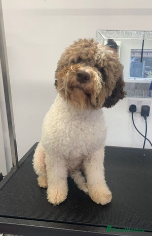 Lagotto Romagnolo dogs Exciting litter - Advert 1