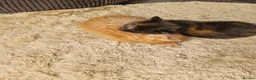 Mixed Breed cats for sale: Two kittens - Advert 9