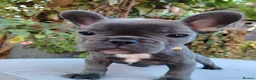 French Bulldog dogs for sale: 🐾 FRENCH BULLDOG PUPPIES | OUTSTANDING PEDIGREE • - Advert 15