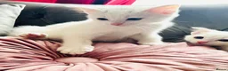 Ragdoll cats for sale: BEAUTIFUL MIX RAGDOLL KITTENS in Reading - Advert 10