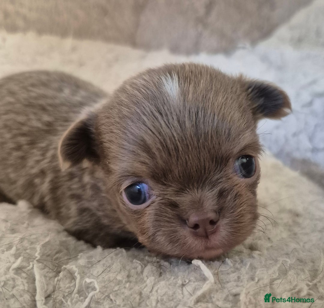 Chihuahua dogs for stud: KC lilac stud in Dagenham - Advert 29