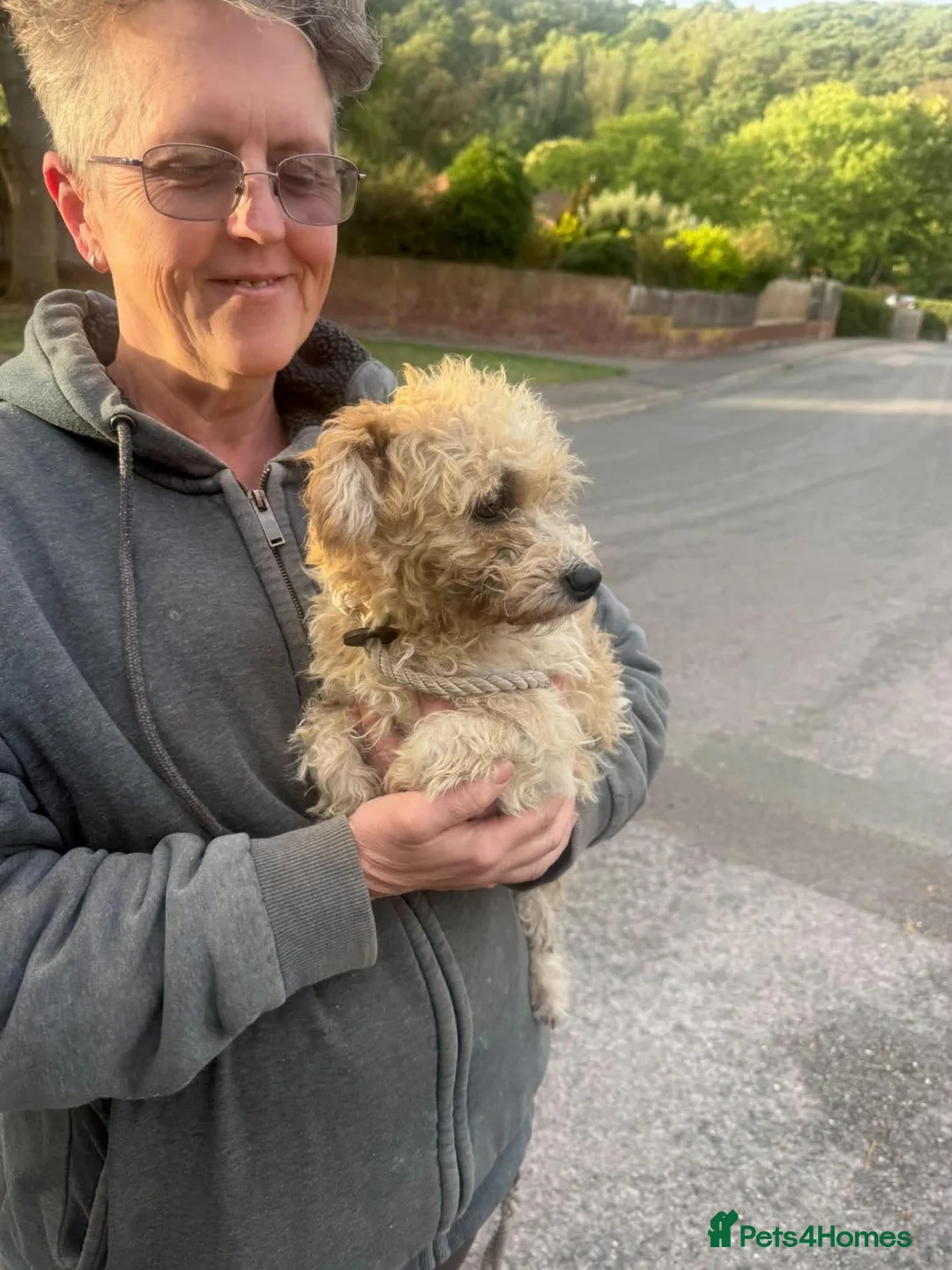 Mixed Breed dogs for adoption: Gorgeous girl Clara 💕  - Advert 2