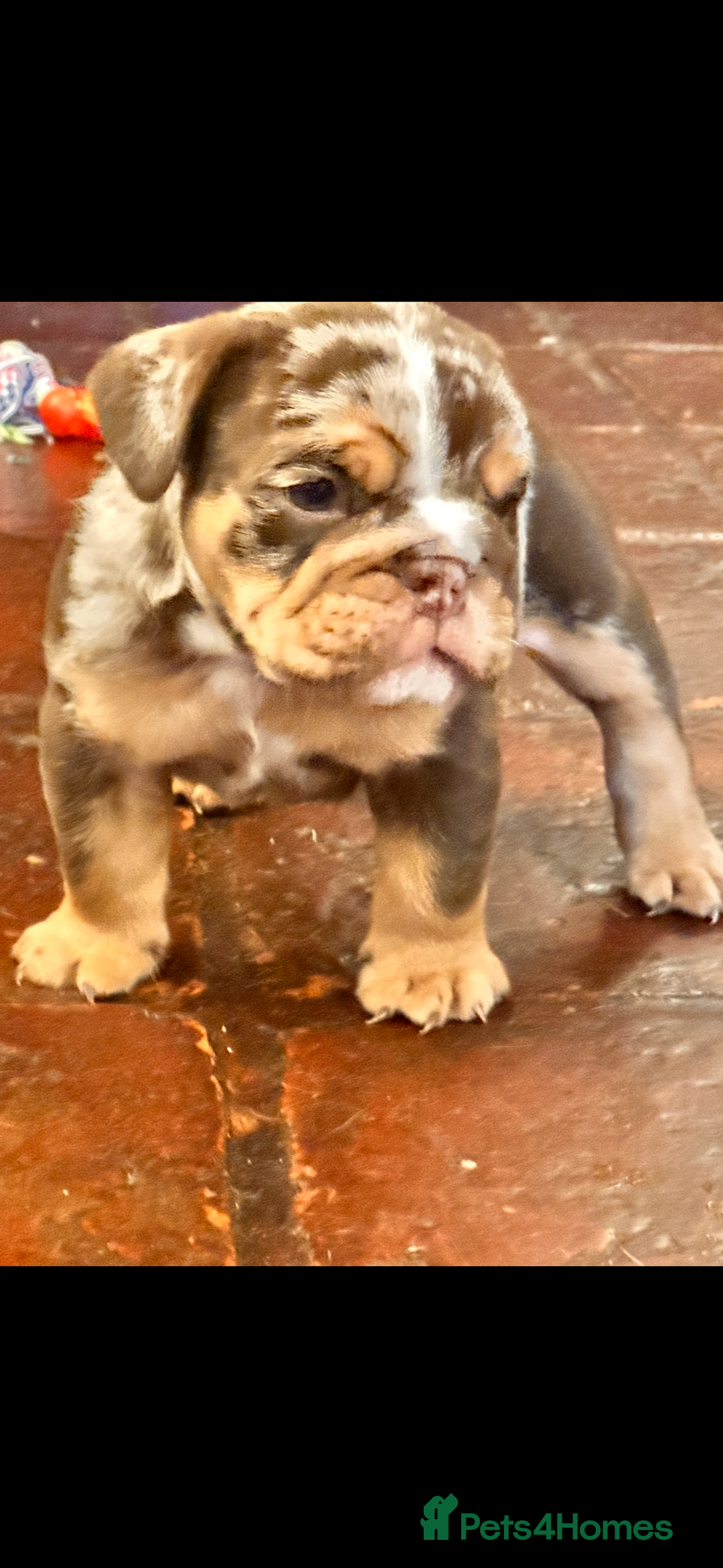 English Bulldog dogs for sale: English bulldogs  - Advert 16