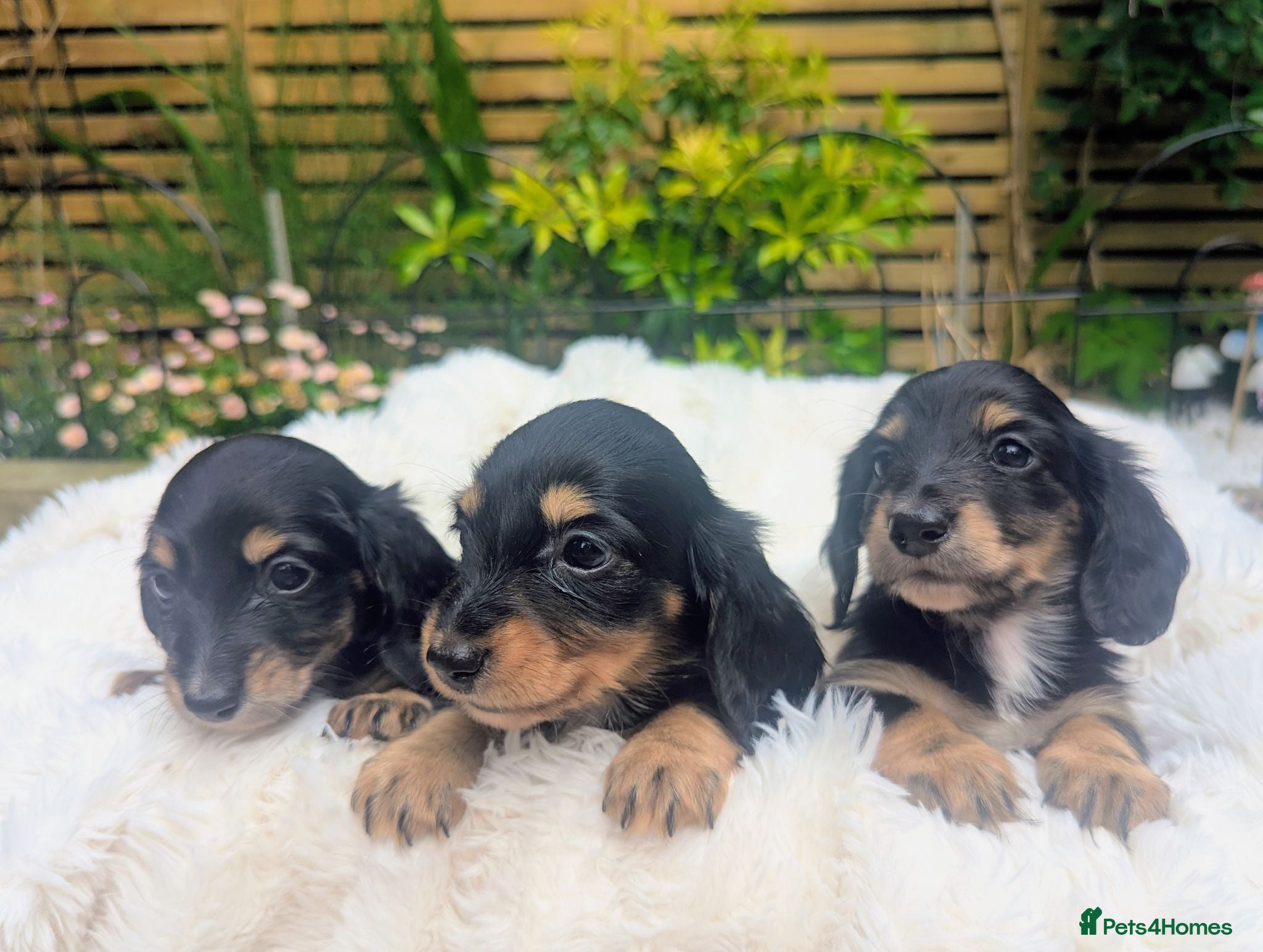 Miniature Dachshund dogs 🏆 Russian Champion lines + longhaired mini daxies - Advert 1
