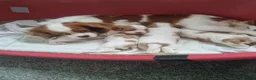 Cavalier King Charles Spaniel dogs for sale: Cavalier King Charles Spaniel - Advert 10