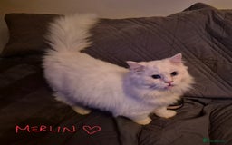 Persian cats for sale: Adorable Female Chinchilla Persian - ready now - Image 12