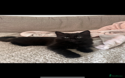 Mixed Breed cats for sale: Fluffy black cute boy  - Image 1