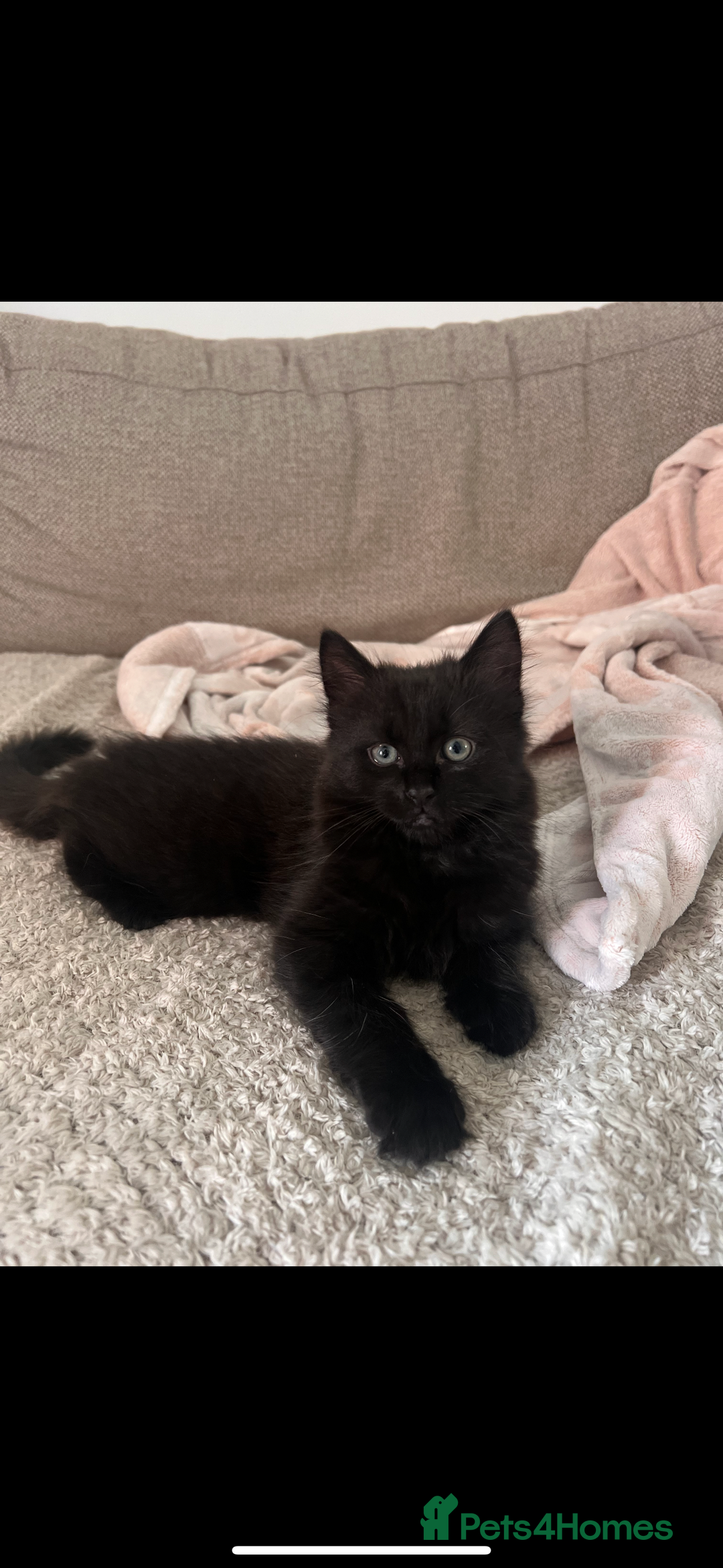 Mixed Breed cats for sale: Fluffy black cute boy  - Image 1