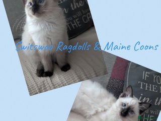 Ragdoll cats GCCF registered exclusive quality kittens - Advert 5