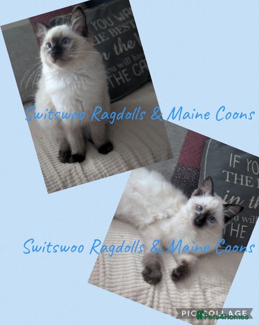 Ragdoll cats GCCF registered exclusive quality kittens - Advert 4
