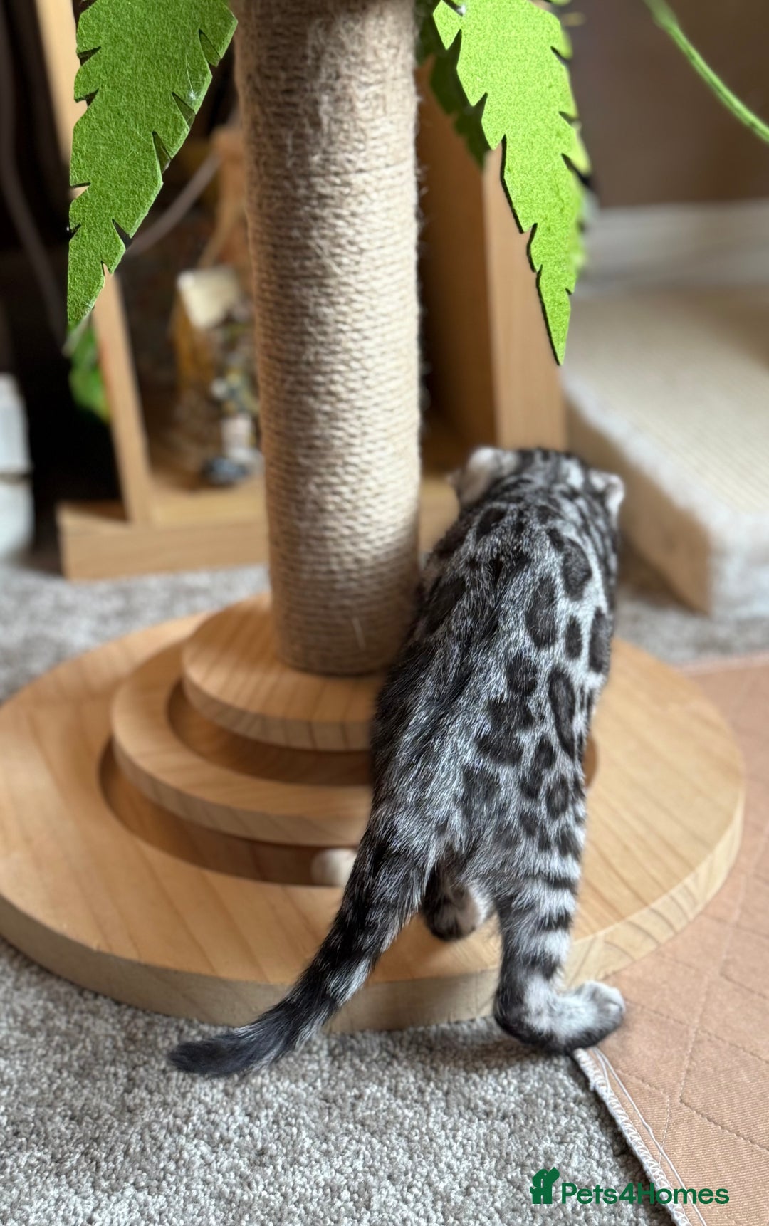 Bengal cats for sale: ⭐️Divine silver black spotted tabby bengal ⭐️ - Advert 18
