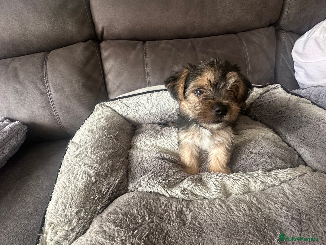Morkie dogs for sale: Morkie Pups - Image 16