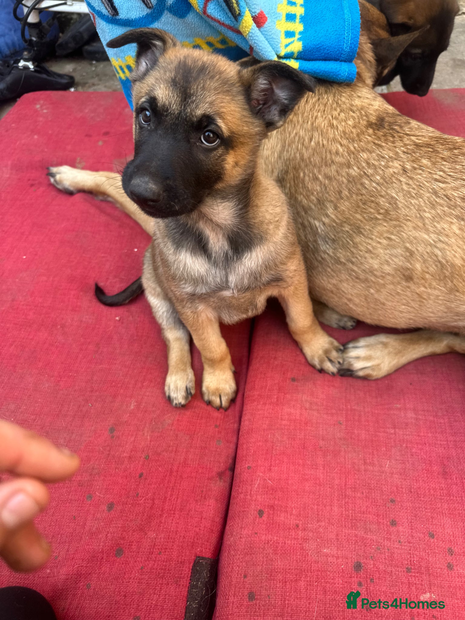 Belgian Shepherd Dog dogs for sale: Beautiful Malinois girl ready to leave - Advert 1