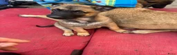 Belgian Shepherd Dog dogs for sale: Beautiful Malinois girl ready to leave - Advert 1